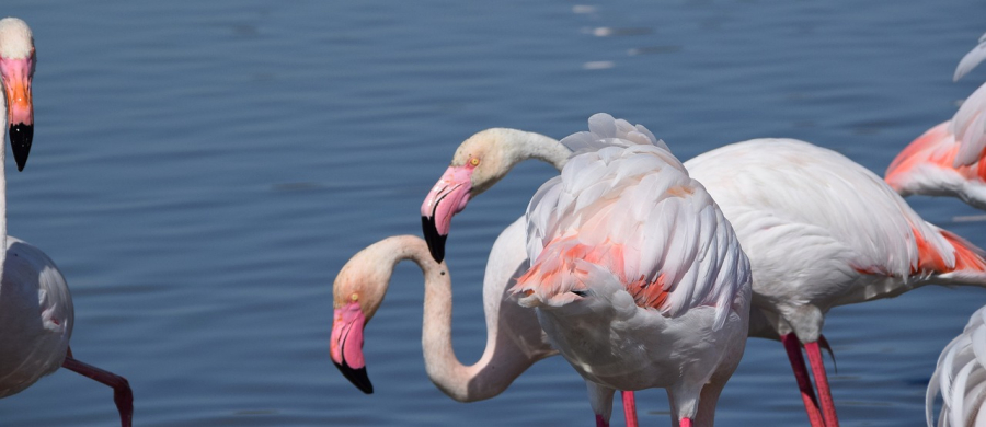  flamants roses en Camargue