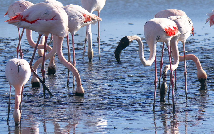  flamants roses en Camargue